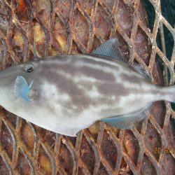 下関フィッシングパーク 釣果