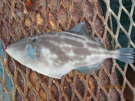 下関フィッシングパーク 釣果