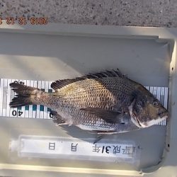 姫路市立遊魚センター 釣果