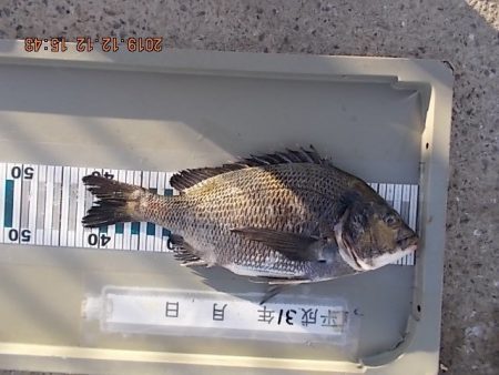 姫路市立遊魚センター 釣果