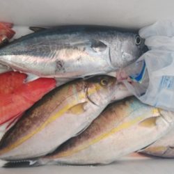 遊漁船 新鋭丸 釣果