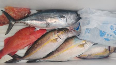 遊漁船 新鋭丸 釣果