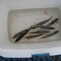 オリジナルメーカー海づり公園(市原市海づり施設) 釣果