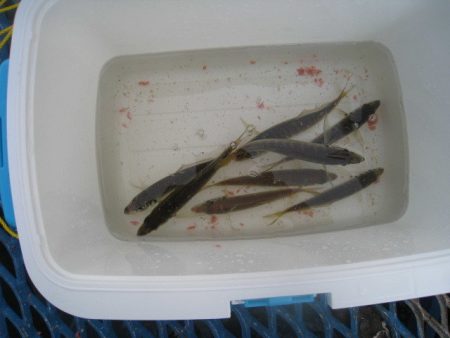 オリジナルメーカー海づり公園(市原市海づり施設) 釣果