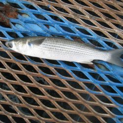 オリジナルメーカー海づり公園(市原市海づり施設) 釣果