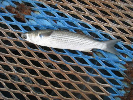 オリジナルメーカー海づり公園(市原市海づり施設) 釣果