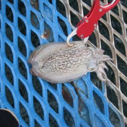 オリジナルメーカー海づり公園(市原市海づり施設) 釣果