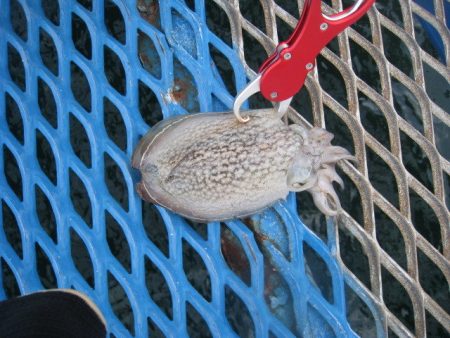 オリジナルメーカー海づり公園(市原市海づり施設) 釣果