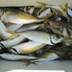 下関フィッシングパーク 釣果