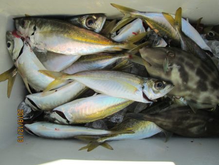 下関フィッシングパーク 釣果