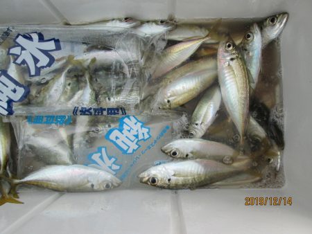 下関フィッシングパーク 釣果