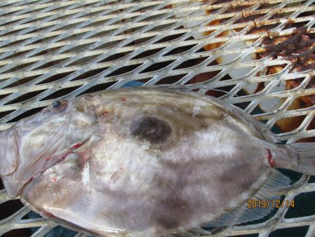 下関フィッシングパーク 釣果