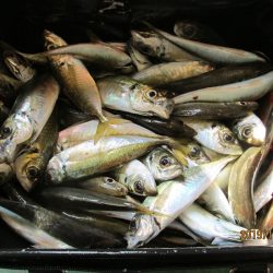 下関フィッシングパーク 釣果