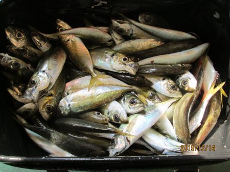 下関フィッシングパーク 釣果