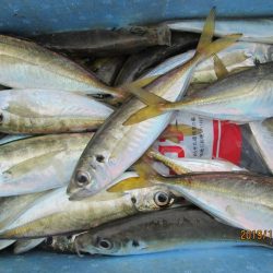 下関フィッシングパーク 釣果