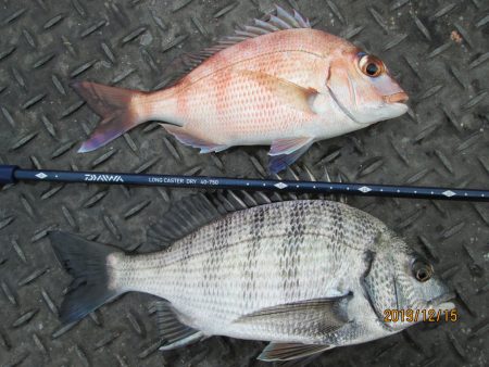 下関フィッシングパーク 釣果