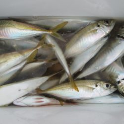 下関フィッシングパーク 釣果