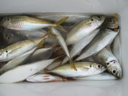 下関フィッシングパーク 釣果