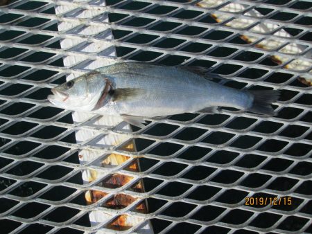 下関フィッシングパーク 釣果