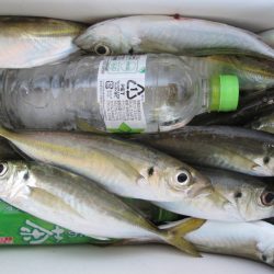 下関フィッシングパーク 釣果