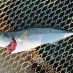 下関フィッシングパーク 釣果