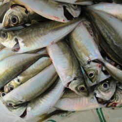 下関フィッシングパーク 釣果