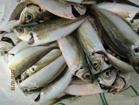 下関フィッシングパーク 釣果