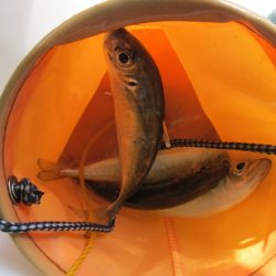 下関フィッシングパーク 釣果