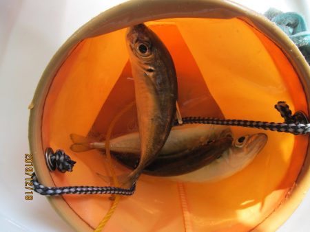 下関フィッシングパーク 釣果