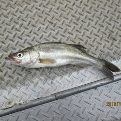 下関フィッシングパーク 釣果