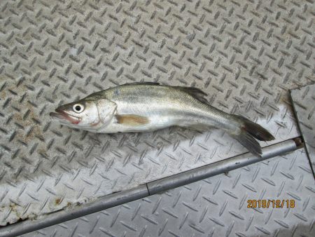 下関フィッシングパーク 釣果