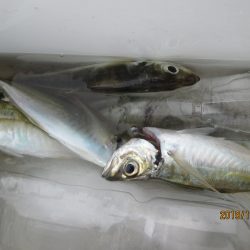 下関フィッシングパーク 釣果