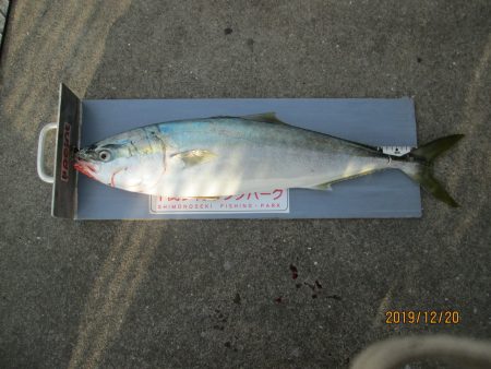 下関フィッシングパーク 釣果