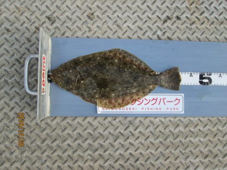 下関フィッシングパーク 釣果
