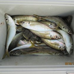 下関フィッシングパーク 釣果