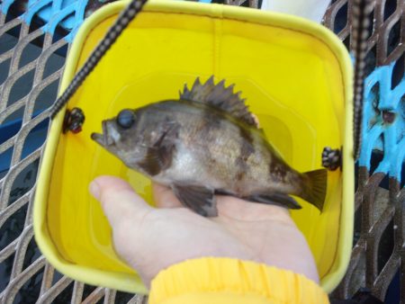 オリジナルメーカー海づり公園(市原市海づり施設) 釣果