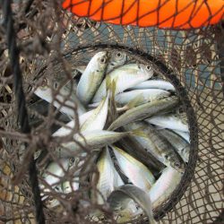 下関フィッシングパーク 釣果