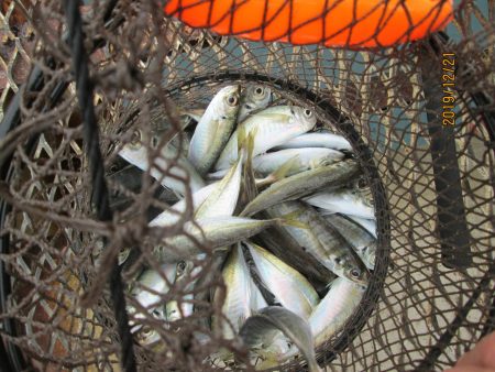 下関フィッシングパーク 釣果