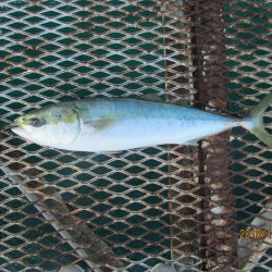 下関フィッシングパーク 釣果