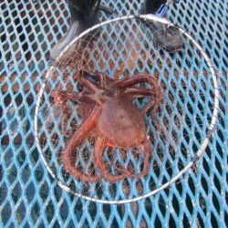 オリジナルメーカー海づり公園(市原市海づり施設) 釣果