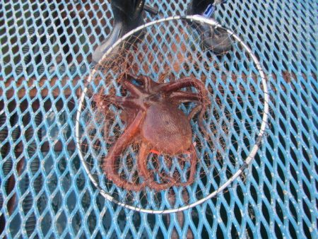 オリジナルメーカー海づり公園(市原市海づり施設) 釣果