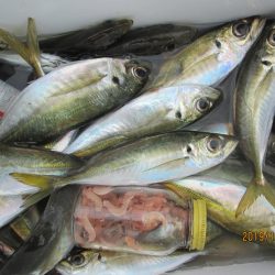 下関フィッシングパーク 釣果