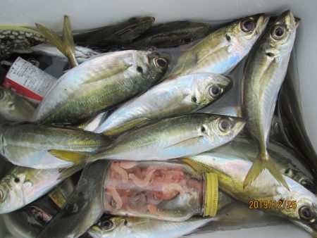 下関フィッシングパーク 釣果