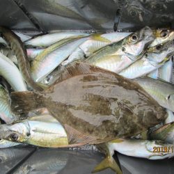 下関フィッシングパーク 釣果