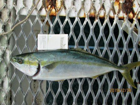 下関フィッシングパーク 釣果