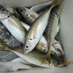 下関フィッシングパーク 釣果