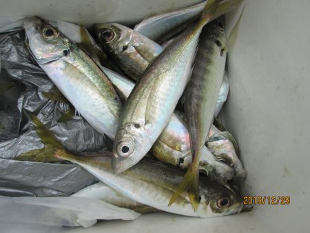 下関フィッシングパーク 釣果