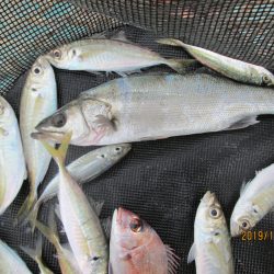 下関フィッシングパーク 釣果