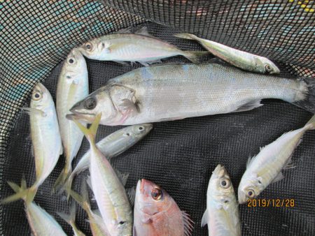 下関フィッシングパーク 釣果