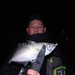 シーマジカル 釣果